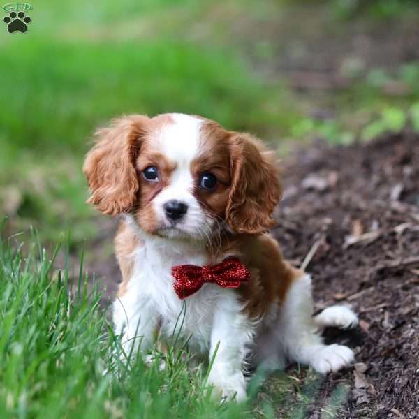 Ace, Cavalier King Charles Spaniel Puppy